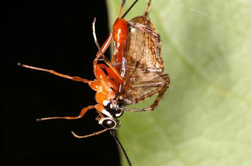 Araneus_eburnus_D7714_Z_89_The Gap_Australie.jpg